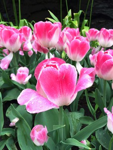 Tulips Are Better Than One C