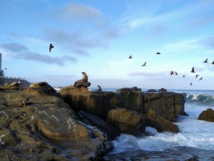 Seal Bird Watching 2