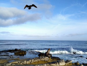 Seal Bird Watching 3