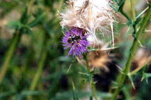 To Bee or Not to Bee  2