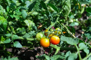 Scarred Cherry Tomato