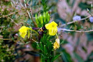 To Bee or Not to Bee  -- Checking Under The Hood