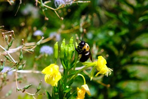 To Bee or Not to Bee  -- Early Bee Gets the Pollen