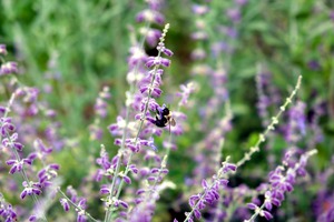 To Bee or Not To Bee--Small Flower Big Flavor 2