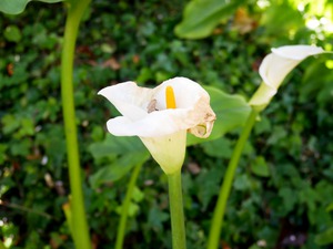 Golden Rod Exposed 2