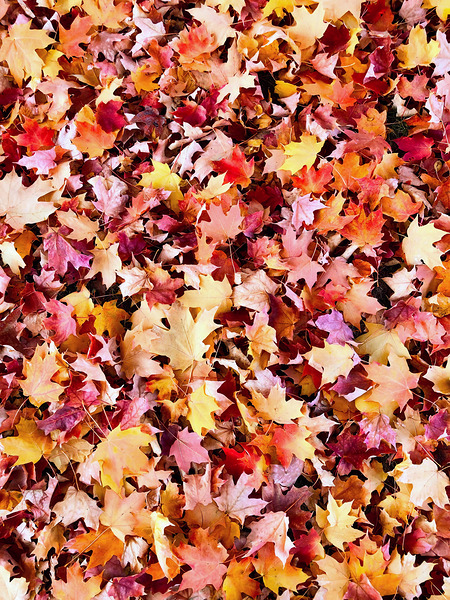 Natural Carpet: Fall’s Confetti Digital Download