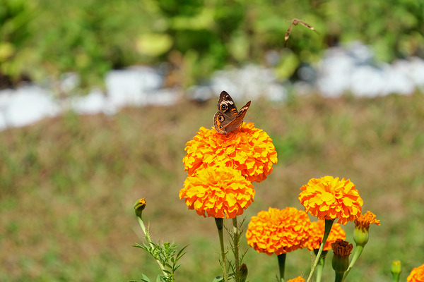 A Butterfly’s Pause Amid Sunfire Blooms Digital Download