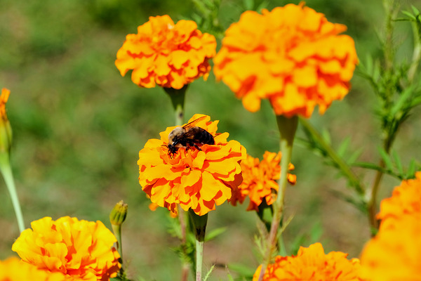 Bright Labors: Beneath the Fire of Petals Téléchargement Numérique
