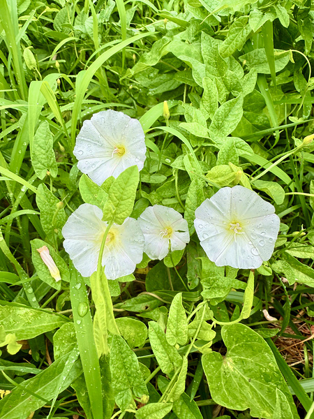 White Bindweed Blossoms Print