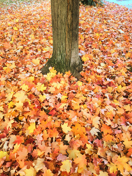 Leaves Me Stumped: Rooted in Color Print