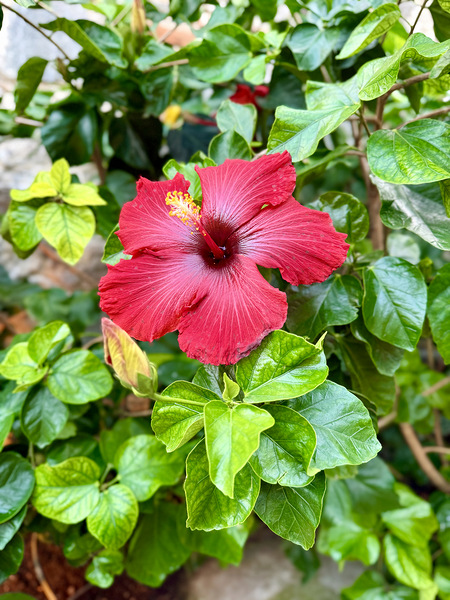 IMG 9958 Digital Download