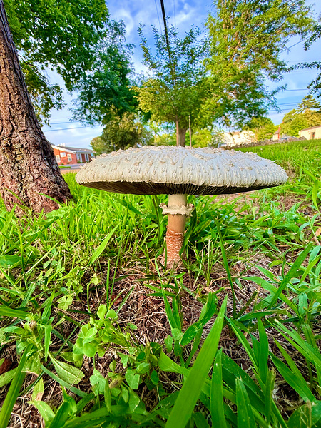 The Lowland Throne Digital Download