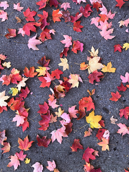 Grounded in Colors 1B Digital Download