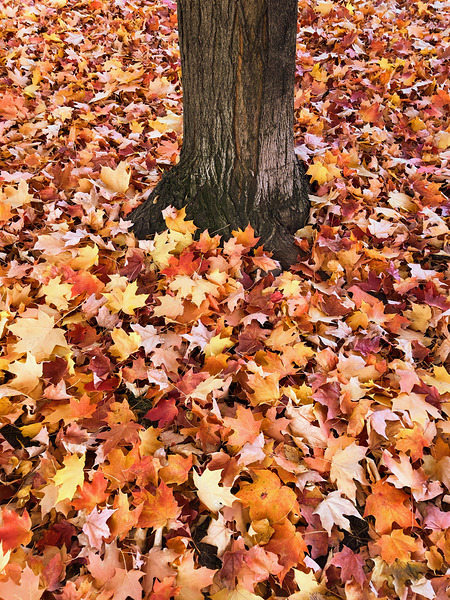 Leaves Me Stumped 1A Print