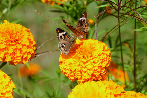 In Bloom and Flight: A Conversation in Color Téléchargement Numérique