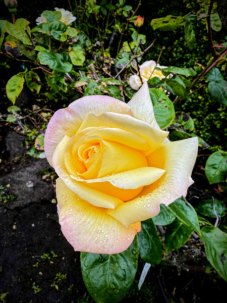 Alchemy in Bloom Digital Download