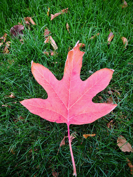 Leaf Me on the Grass Digital Download