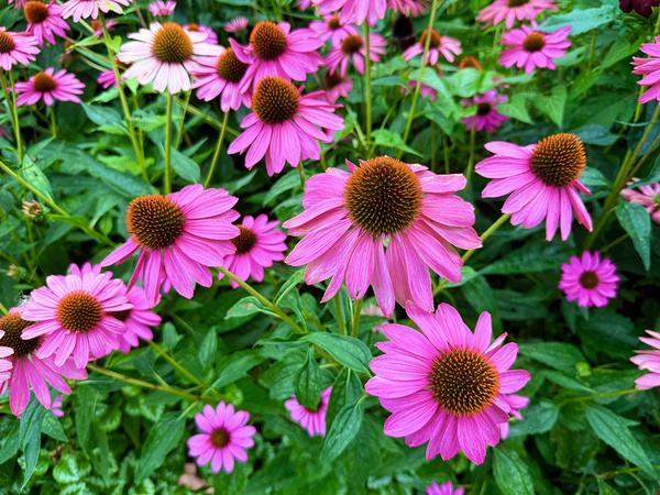 Field of Echinacea Dreams Digital Download