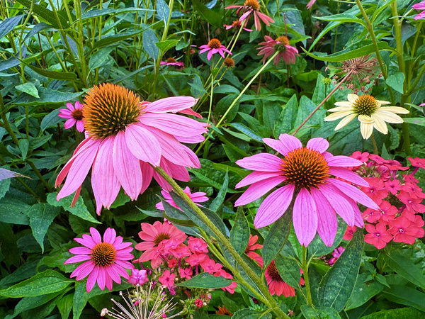 Coneflower Chorus Téléchargement Numérique