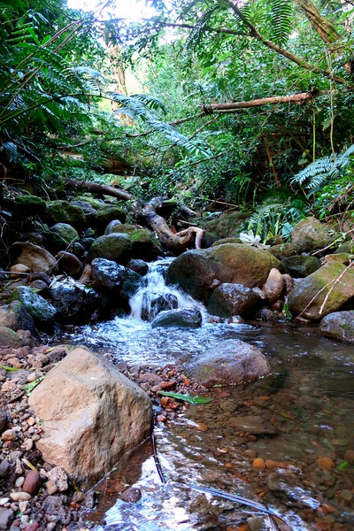 Hiking Hawaii Water Flow Digital Download
