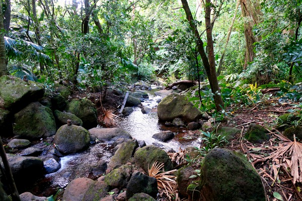 Hiking Hawaii Water Flow B Digital Download