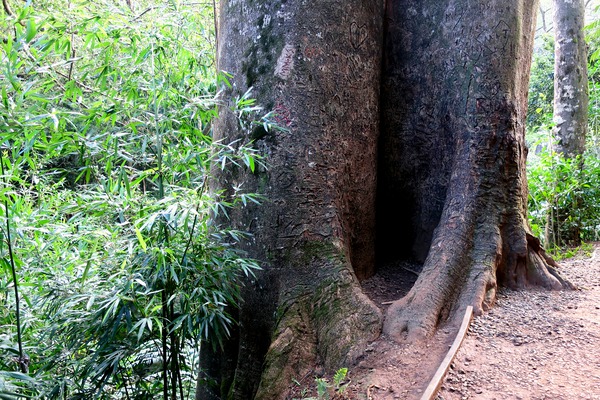 Got Stumped  Digital Download