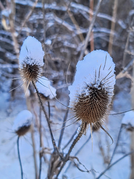 Snow Covered Prick  Winter Thistle Print