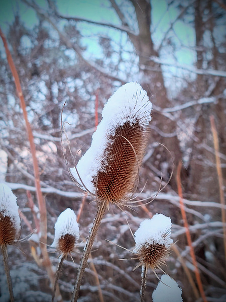 Frozen Lollipop Thistle Digital Download