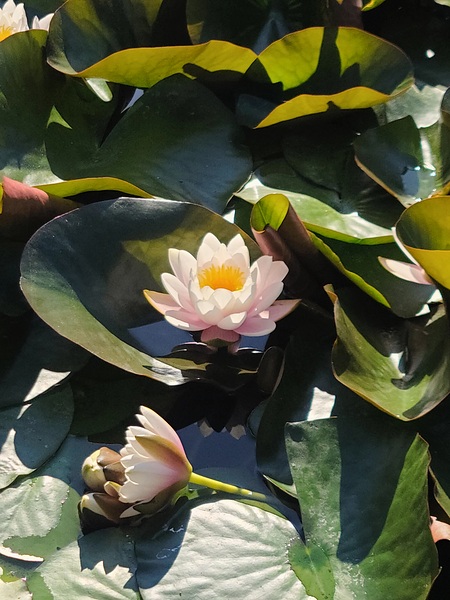 Sun-Kissed Petals: A Lilys Morning Digital Download