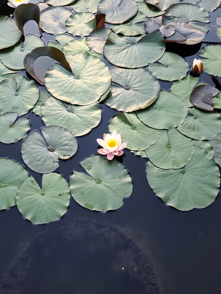 Blooms of Joy: Centered Among Giants Digital Download