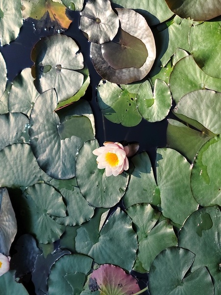 Sunlit Lily Digital Download