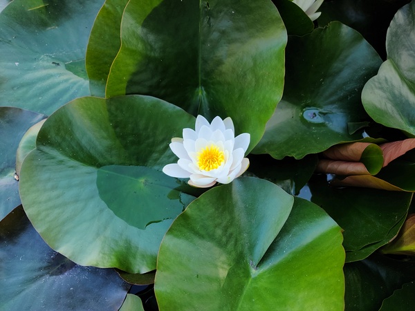 Emerald Cradle of Calm Digital Download