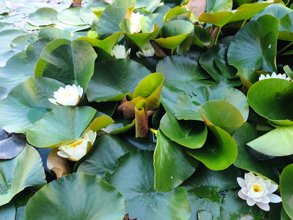 Nature’s Quiet Triumph Téléchargement Numérique