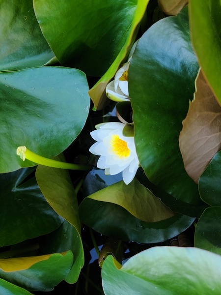 Shy Blossom in Green Embrace Digital Download