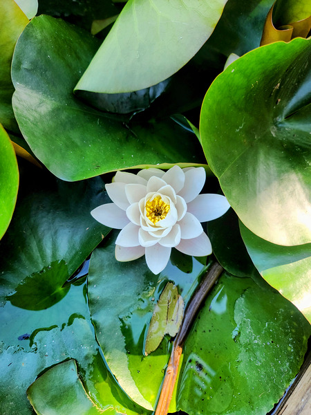 White Radiance in Green Silence Digital Download