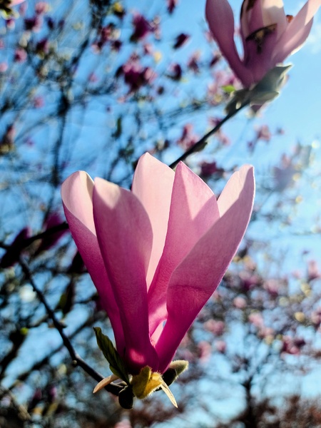 Petals Reflecting a Quiet Morning Print