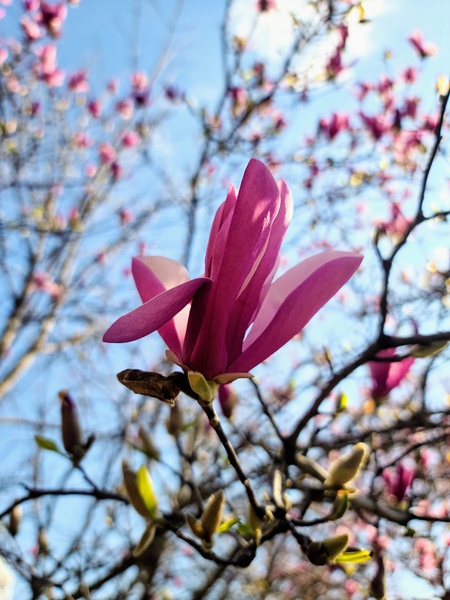 The Quiet Language of Petals Digital Download