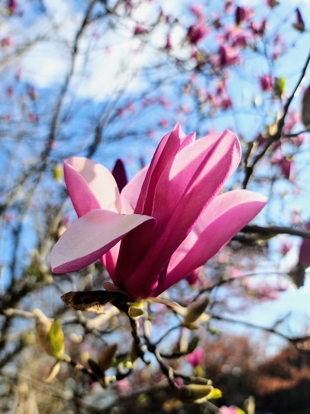 The Velvet Moment Between Bud and Bloom Digital Download