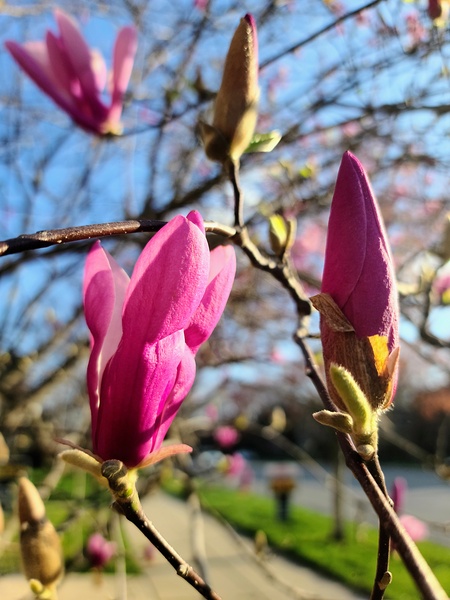 Buds of Hope and the Promise of Spring Digital Download