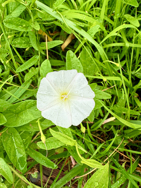 Bindweed Still Life in Nature Print