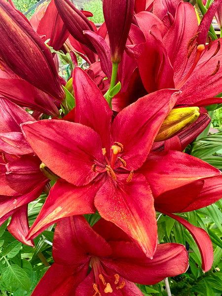 Close Encounter with Red Asiatic Lily Téléchargement Numérique
