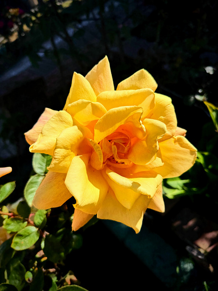 Sunwrought Yellow Rose Digital Download