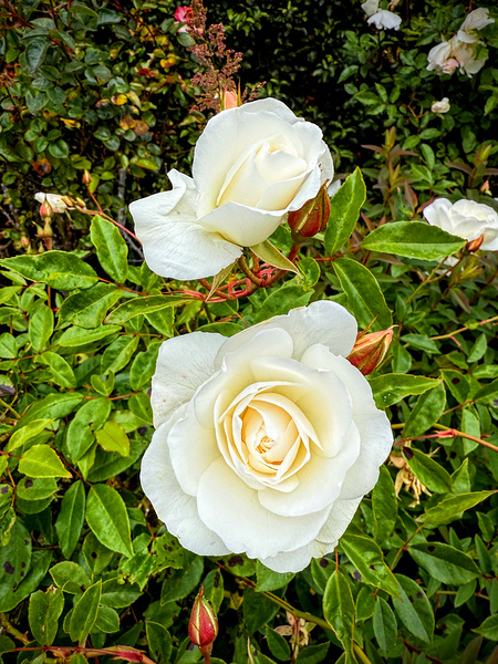 White Rose: Porcelain Breeze Digital Download