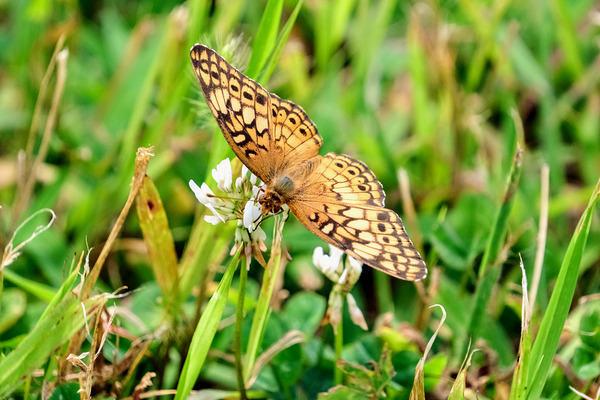 Field Cipher: A Nature Decoded Print