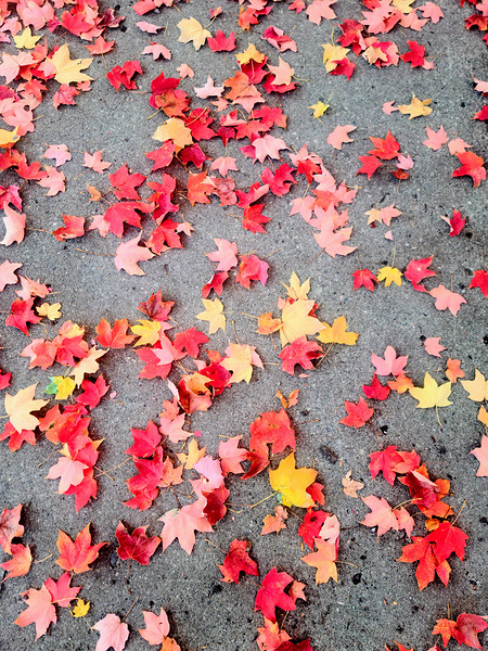 Colorful Fallen Beauties Print