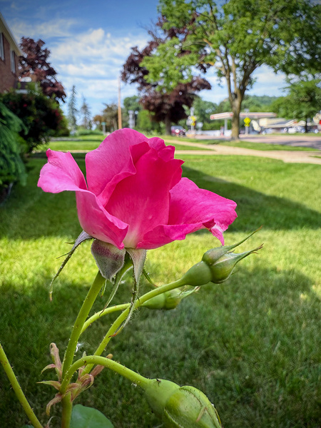 Petal by Petal: Becoming Beautiful Without Permission Print