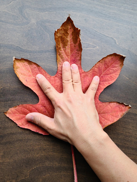 Holding Onto Fall: Nature’s High Five Print