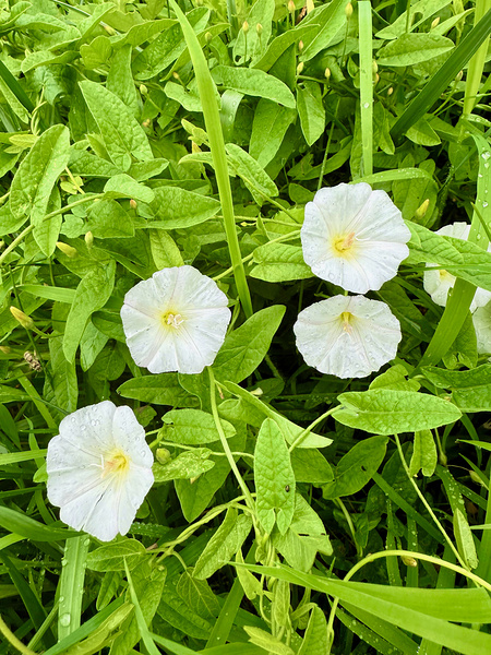 Clustered Bindweed Flowers Digital Download