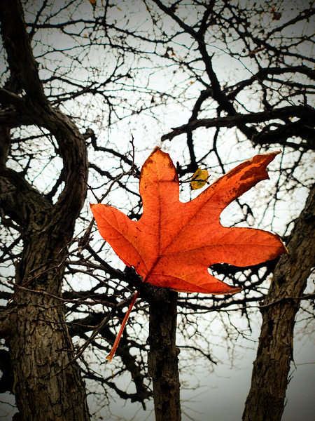 A Fallen Farewell: One Last Note Print