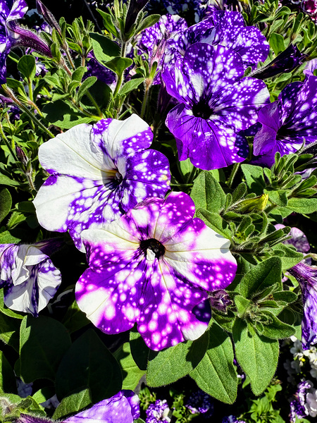 Starlight in Bloom Digital Download